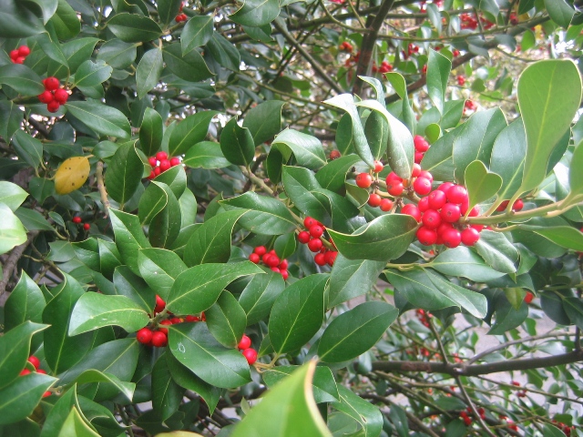 Ilex aquifolium (Agrifoglio)